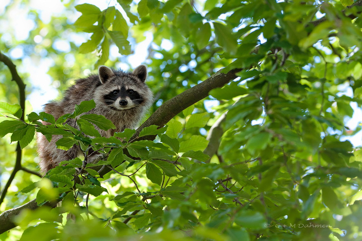 Waschbär