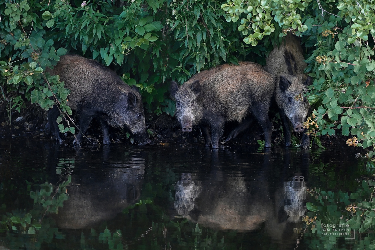 Wildschweine