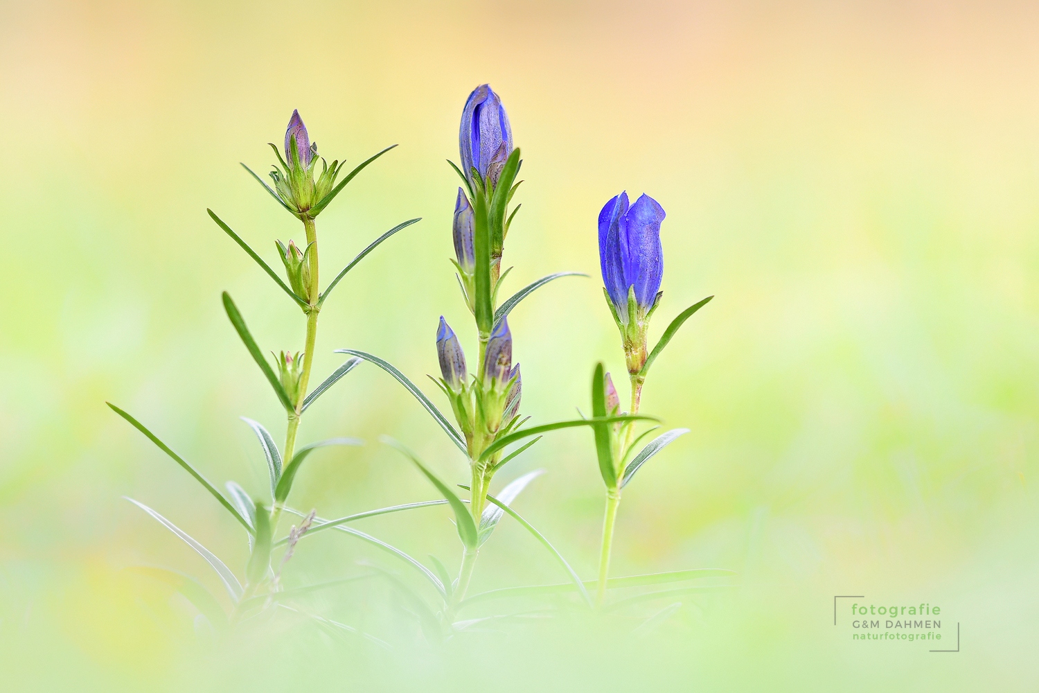 Lungen-Enzian (Gentiana pneumonanthe)