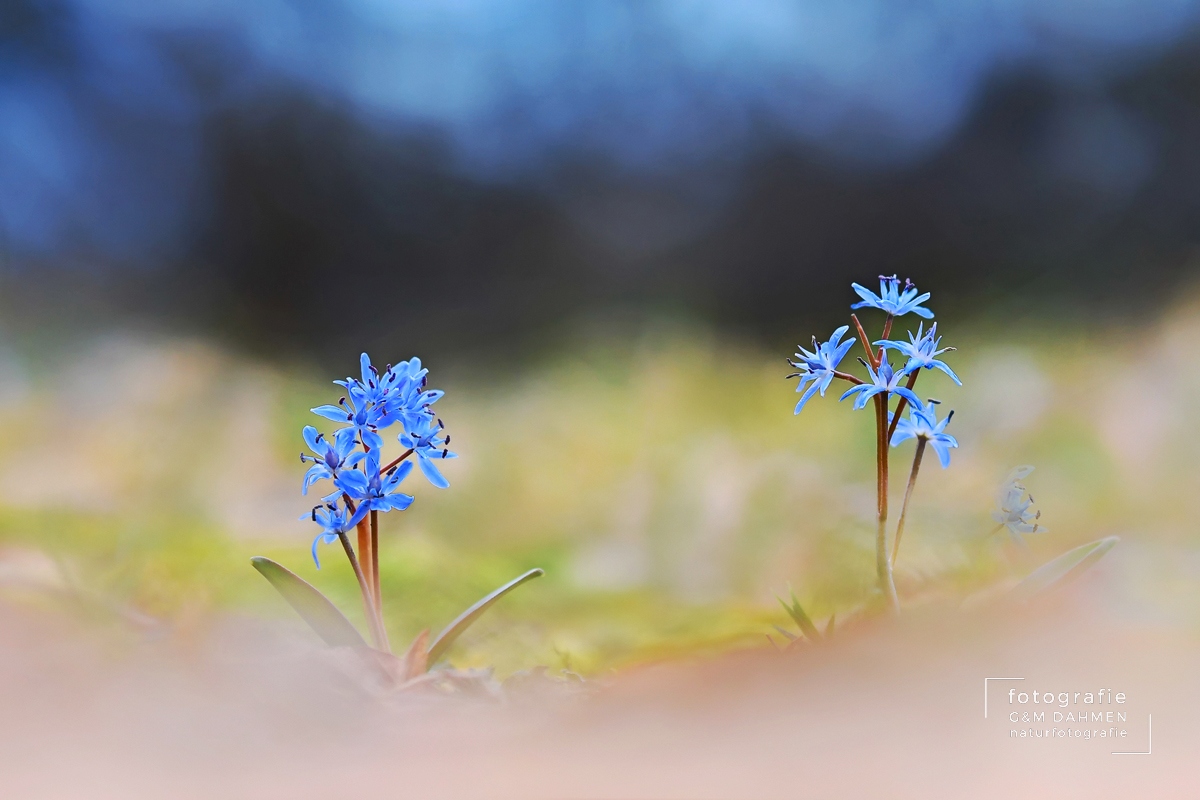 Zweiblättriger Blaustern